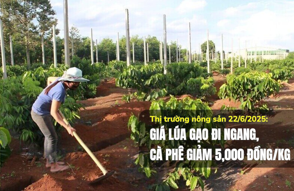 Thị trường nông sản 22/6/2025: Giá lúa gạo đi ngang, cà phê giảm 5.000 đồng/kg