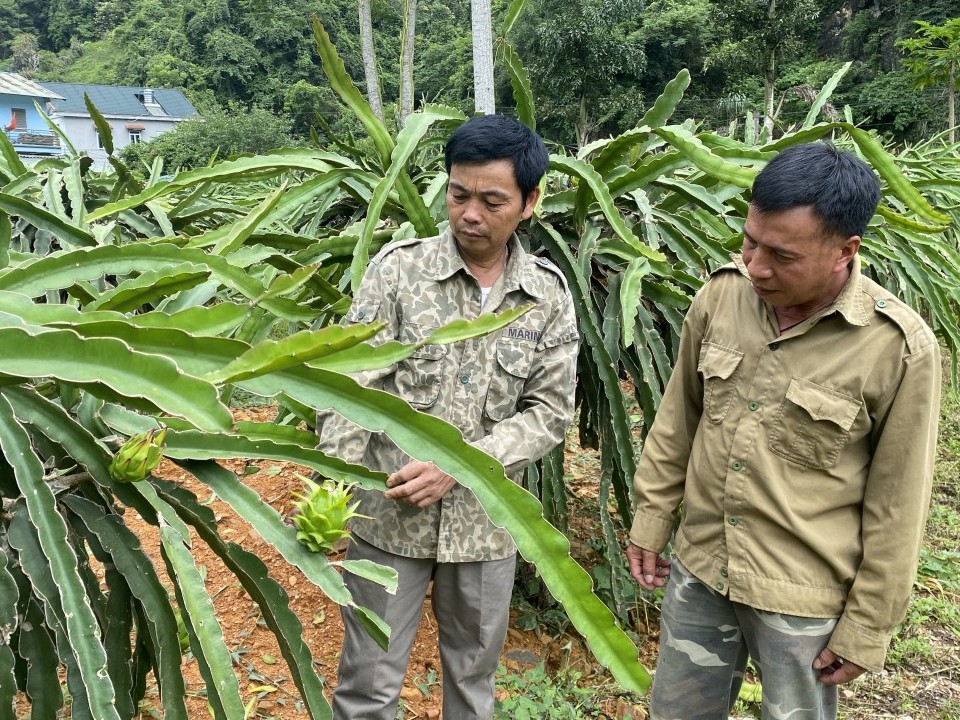 “Trái ngọt” cho nông dân cơ hội làm giàu