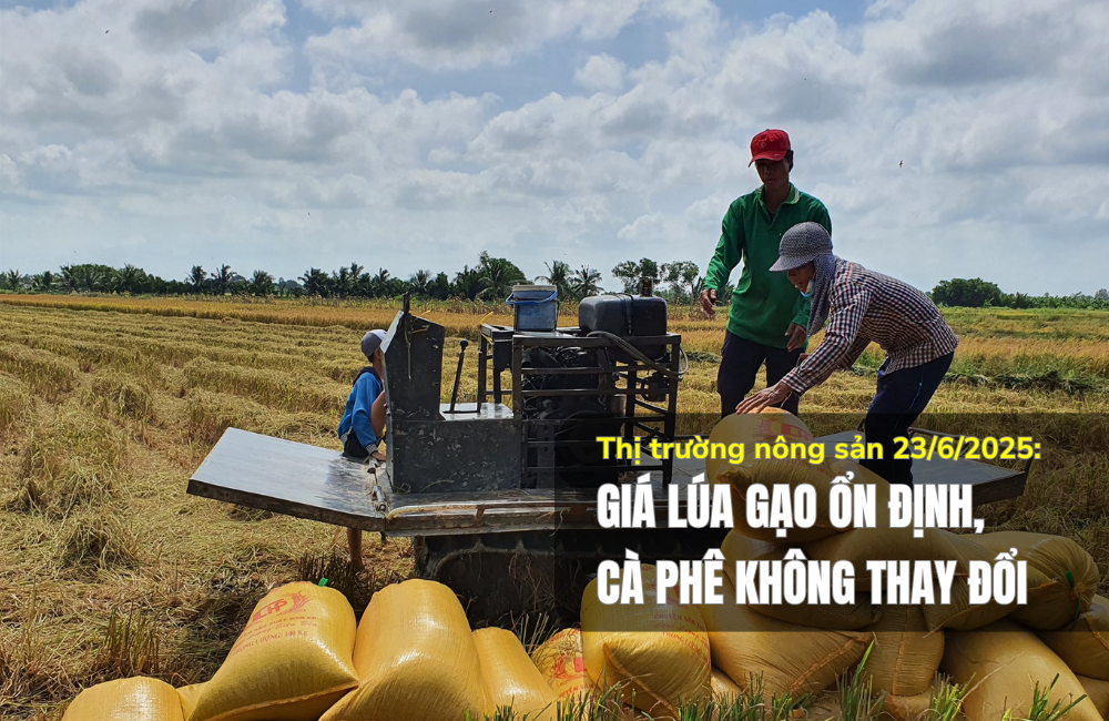 Thị trường nông sản 23/6/2025: Giá lúa gạo, cà phê ổn định
