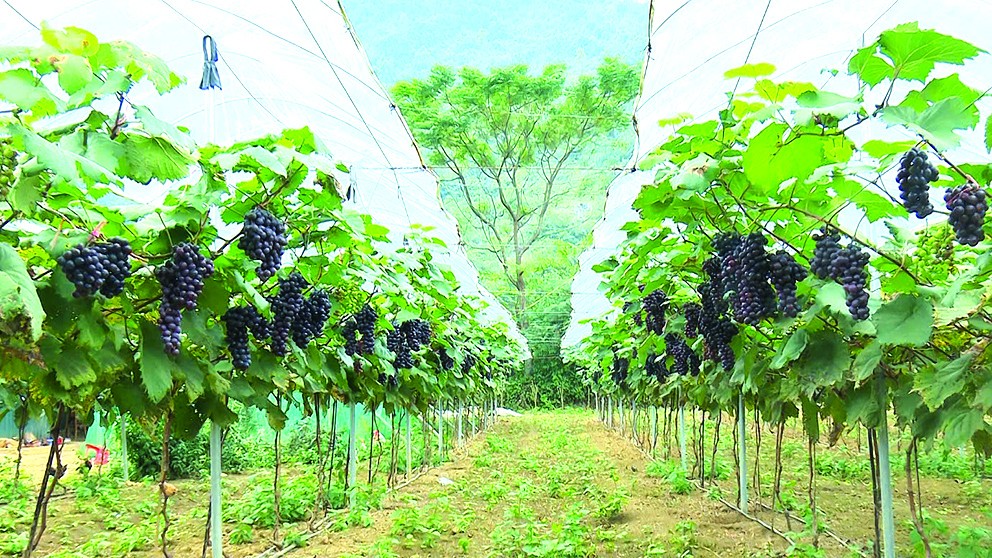 Nông nghiệp ứng dụng công nghệ cao: Giải pháp đột phá nâng cao hiệu quả sản xuất