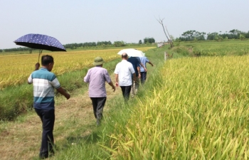 Theo dấu chân những người làm lúa sạch - Bài 1: Từ bản hợp đồng "3 nhà" liên kết tạo giá trị