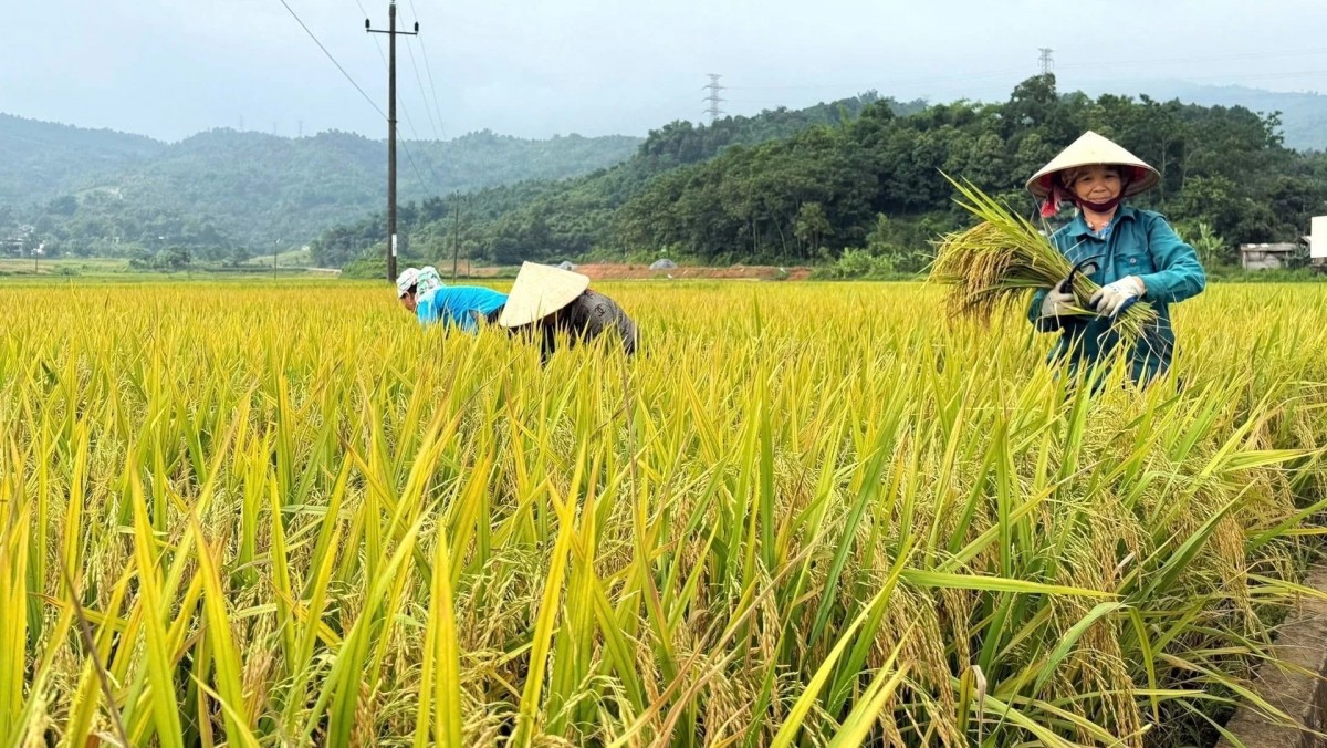 Lào Cai: Cho năng suất gần 8 tấn/ha với thử nghiệm giống lúa thuần nhiệt đới 15
