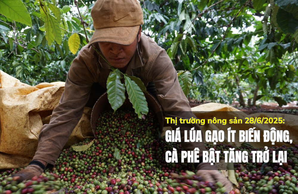Thị trường nông sản 28/6/2025: Giá lúa gạo ít biến động, cà phê bật tăng trở lại