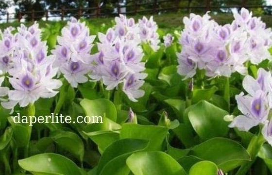 Những sản phẩm hữu cơ từ cây bèo Nhật Bản