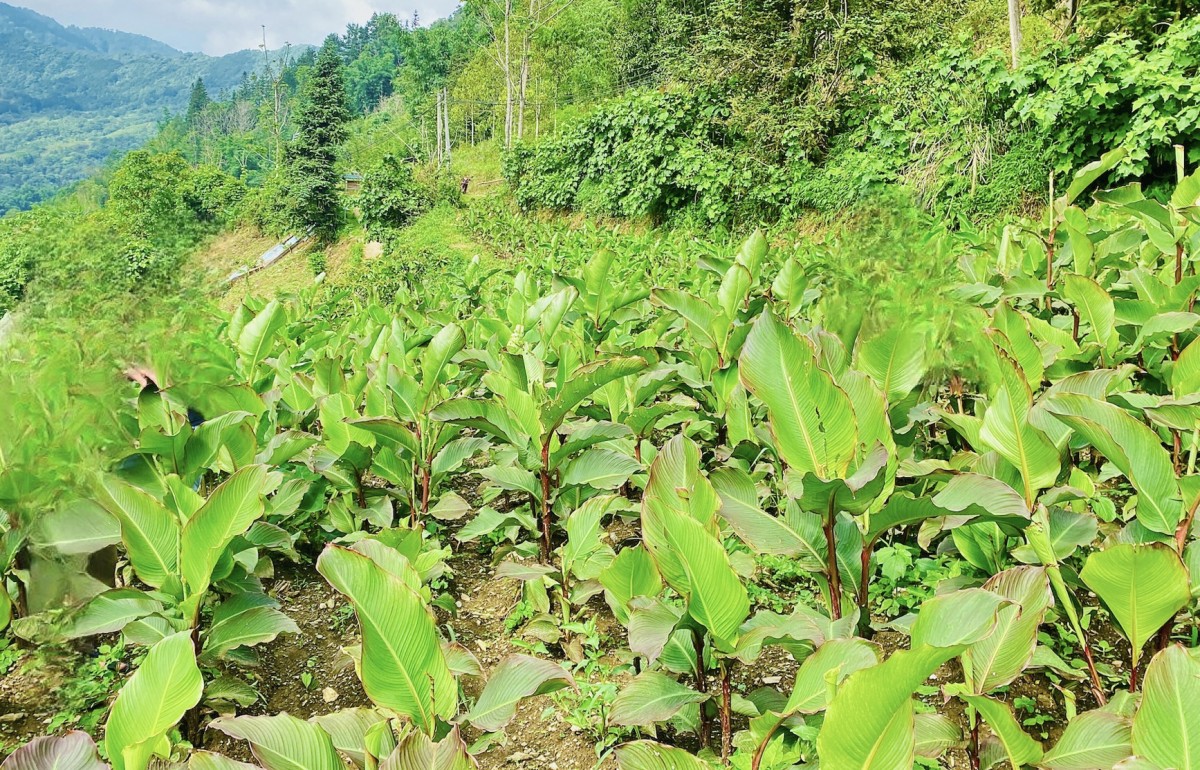 Khẳng định thương hiệu Miến dong Án Lại qua dự án tạo lập, quản lý và phát triển nhãn hiệu chứng nhận
