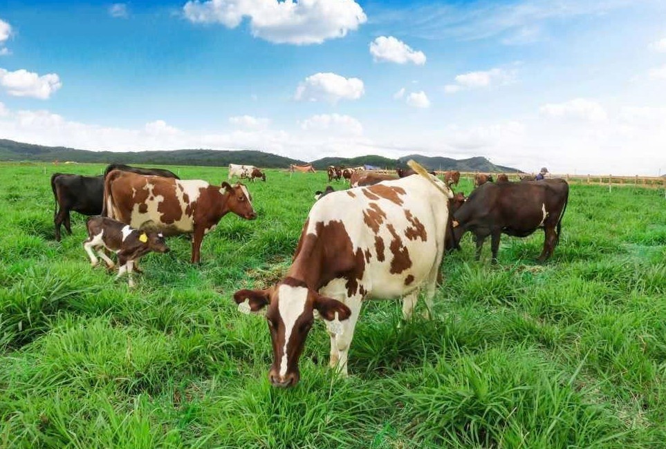 Lâm Đồng đẩy mạnh nông nghiệp xanh, tuần hoàn hướng đến mục tiêu phát thải ròng bằng “0”