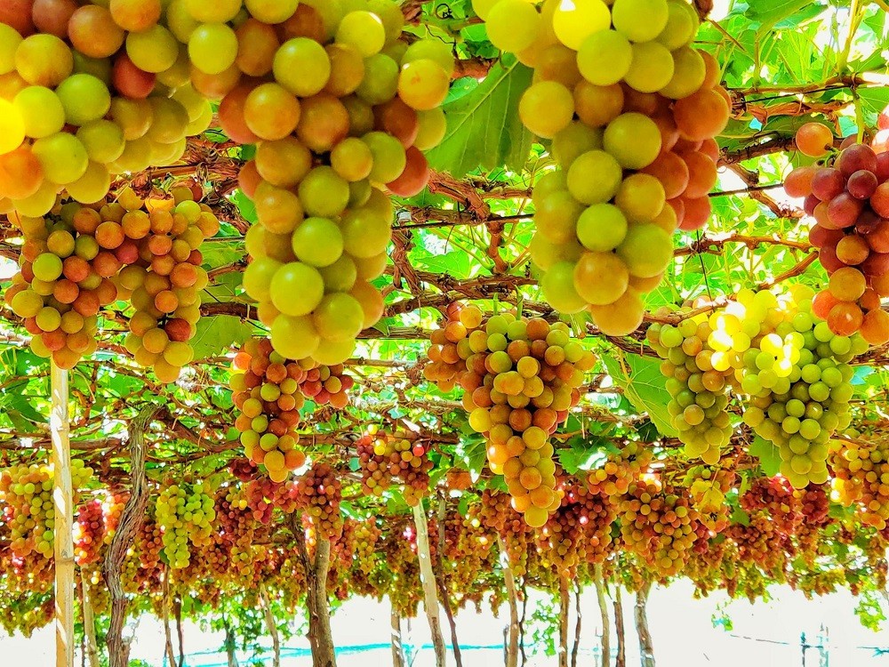 Quỹ Hỗ trợ nông dân Ninh Thuận tiếp sức cho nông dân làm giàu