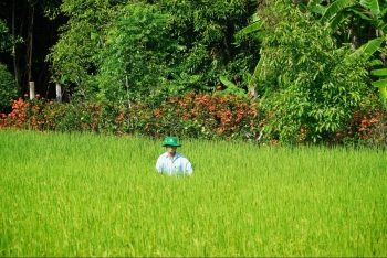 TP. Hồ Chí Minh: Giá thóc thu thuế sử dụng đất nông nghiệp tăng lên 8.200 đồng/kg