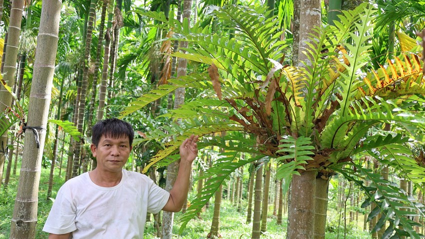 Gặp “vua cau” trên mảnh đất Giao An