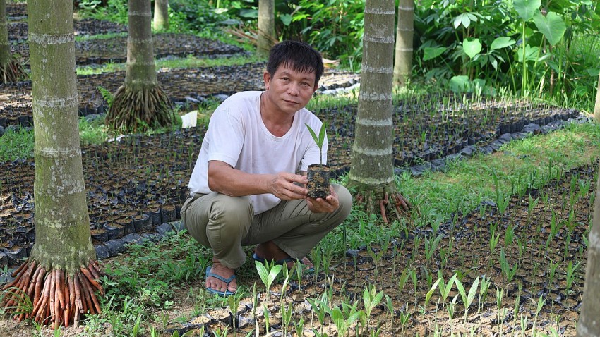 Gặp “vua cau” trên mảnh đất Giao An
