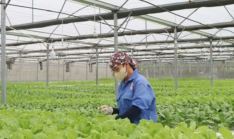 Hiệu quả tích cực từ mô hình Aquaponics, đưa thực phẩm sạch đến tận tay người tiêu dùng