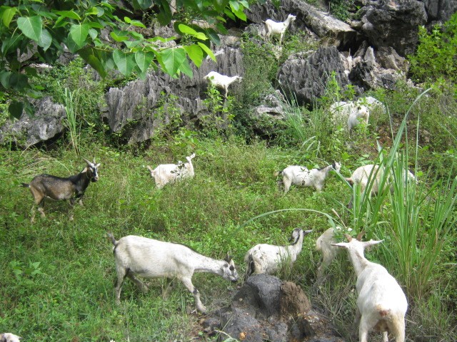 Dê núi Ninh Bình đặc sản nổi tiếng vùng đồng bằng bắc bộ