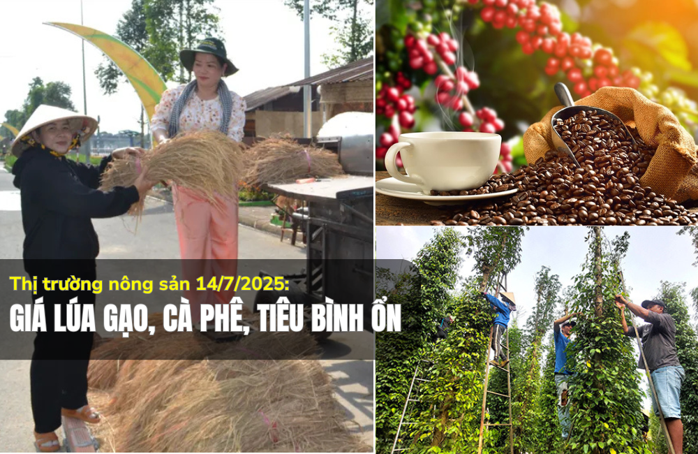 Thị trường nông sản 14/7/2025: Giá lúa gạo, cà phê, tiêu bình ổn