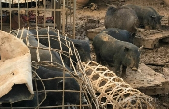 Lợn đen miền núi - giống lợn bản địa có giá trị kinh tế