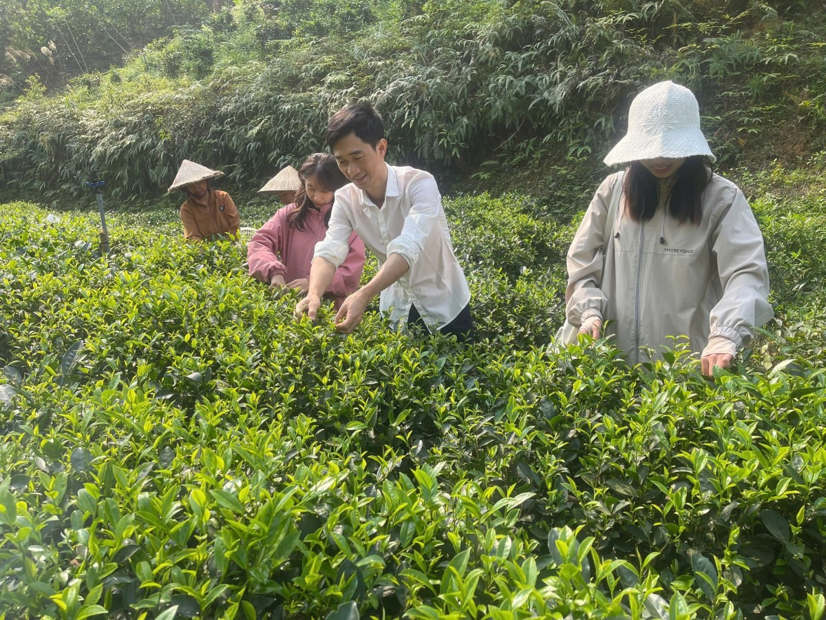 du khách trải nghiệm đồi chè hữu cơ của HTX Phú Đô