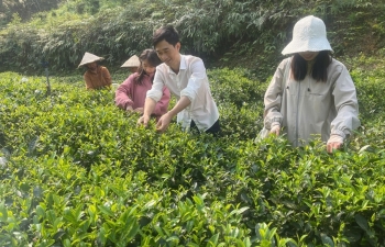 Chàng trai người Tày theo đuổi trà hữu cơ