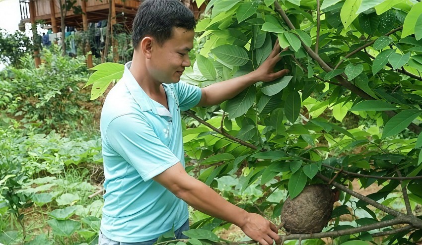 Lào Cai: Nuôi kiến làm thiên địch phòng sâu bệnh cho cây trồng