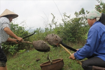 Lào Cai: Nuôi kiến làm thiên địch phòng sâu bệnh cho cây trồng