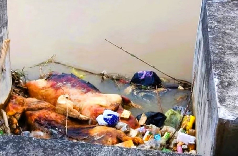 Dịch tả lợn Châu Phi bùng phát ở Nghệ An, người chăn nuôi thiệt hại nặng nề
