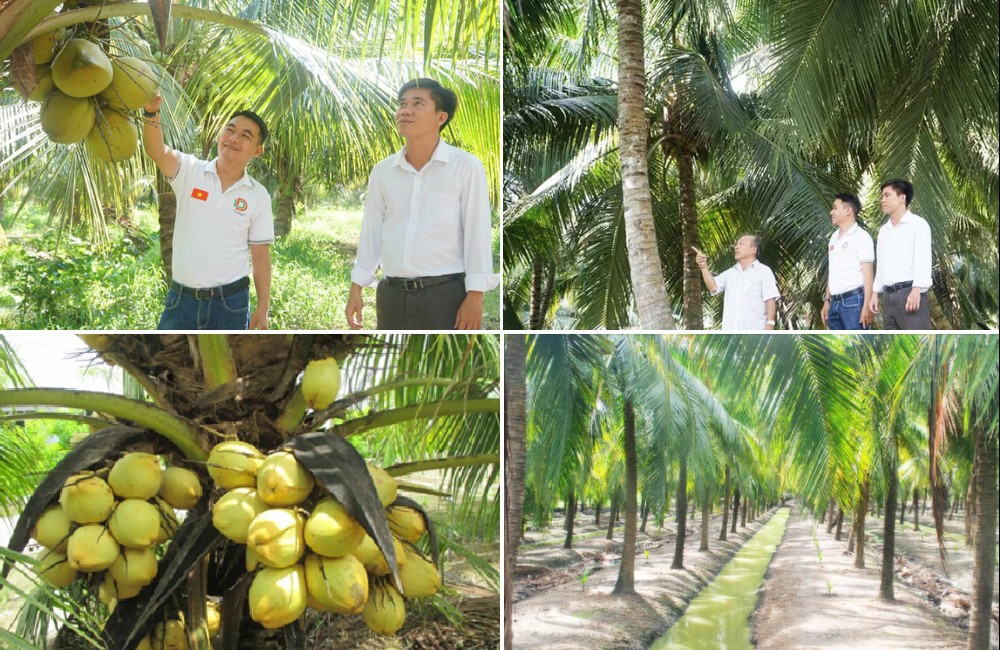 Phát triển nông nghiệp bền vững nhờ trồng dừa hữu cơ