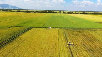 Đề án 1 triệu ha lúa chất lượng cao là dự án đầu tiên trên thế giới