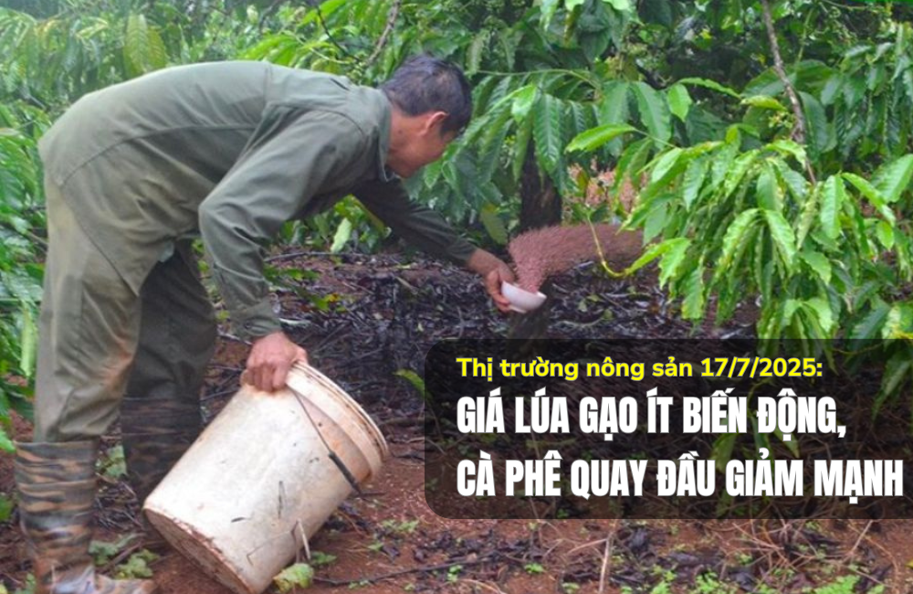 Thị trường nông sản 17/7/2025: Giá lúa gạo ít biến động, cà phê quay đầu giảm mạnh