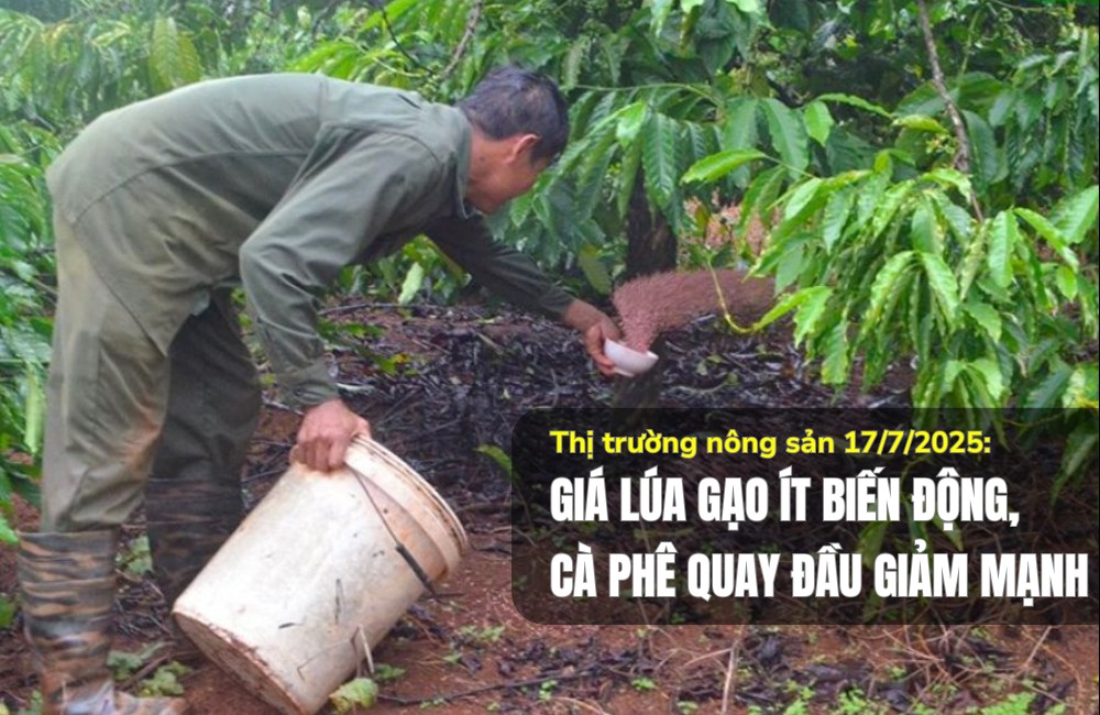 Thị trường nông sản 17/7/2025: Giá lúa gạo ít biến động, cà phê quay đầu giảm mạnh
