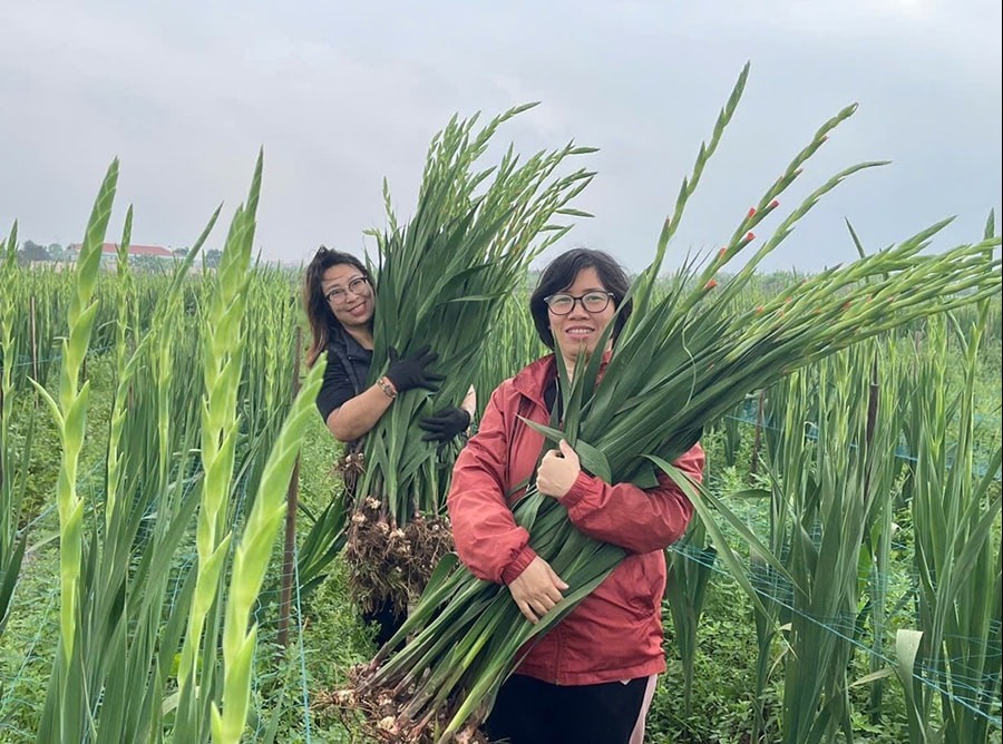 Phát triển nhiều mô hình sản xuất nông nghiệp tại Thuận An