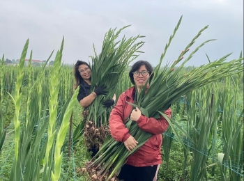 Phát triển nhiều mô hình sản xuất nông nghiệp tại Thuận An