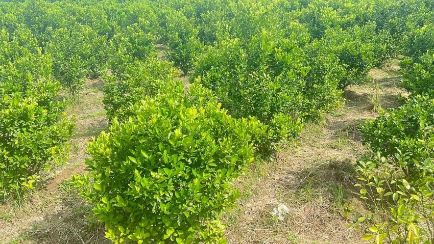 Hiệu quả từ mô hình trồng quất sạch kết hợp chế biến ở Lào Cai