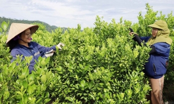 Hiệu quả từ mô hình trồng quất sạch kết hợp chế biến ở Lào Cai
