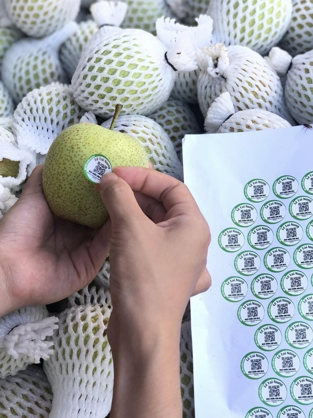 Phép cộng bền vững cho nông nghiệp miền núi - Bài 4: Cơ chế đã mở cho sản xuất nông nghiệp hữu cơ