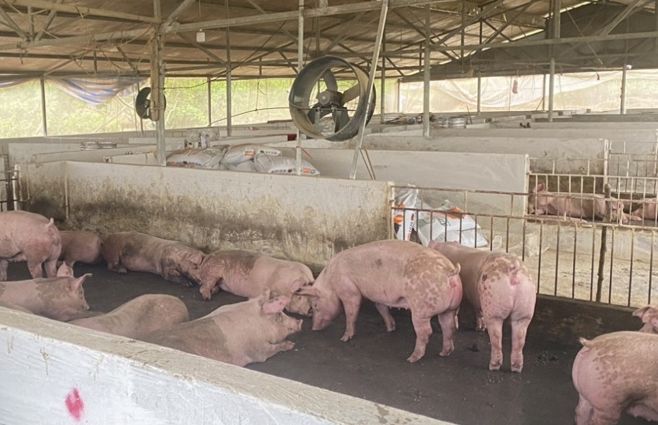 Cao Bằng: Ghi nhận 42 ổ dịch tả lợn châu Phi tại 35 xã