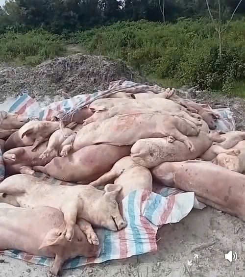 Phú Thọ: Tăng cường giám sát, xử lý nghiêm hành vi ném lợn chết ra môi trường
