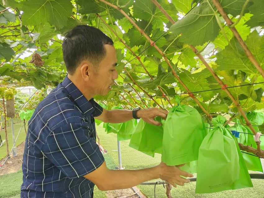 Triển vọng từ mô hình cây nho sữa xứ Hàn