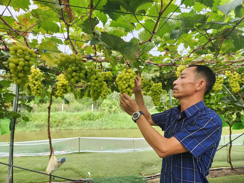 Triển vọng từ mô hình cây nho sữa xứ Hàn