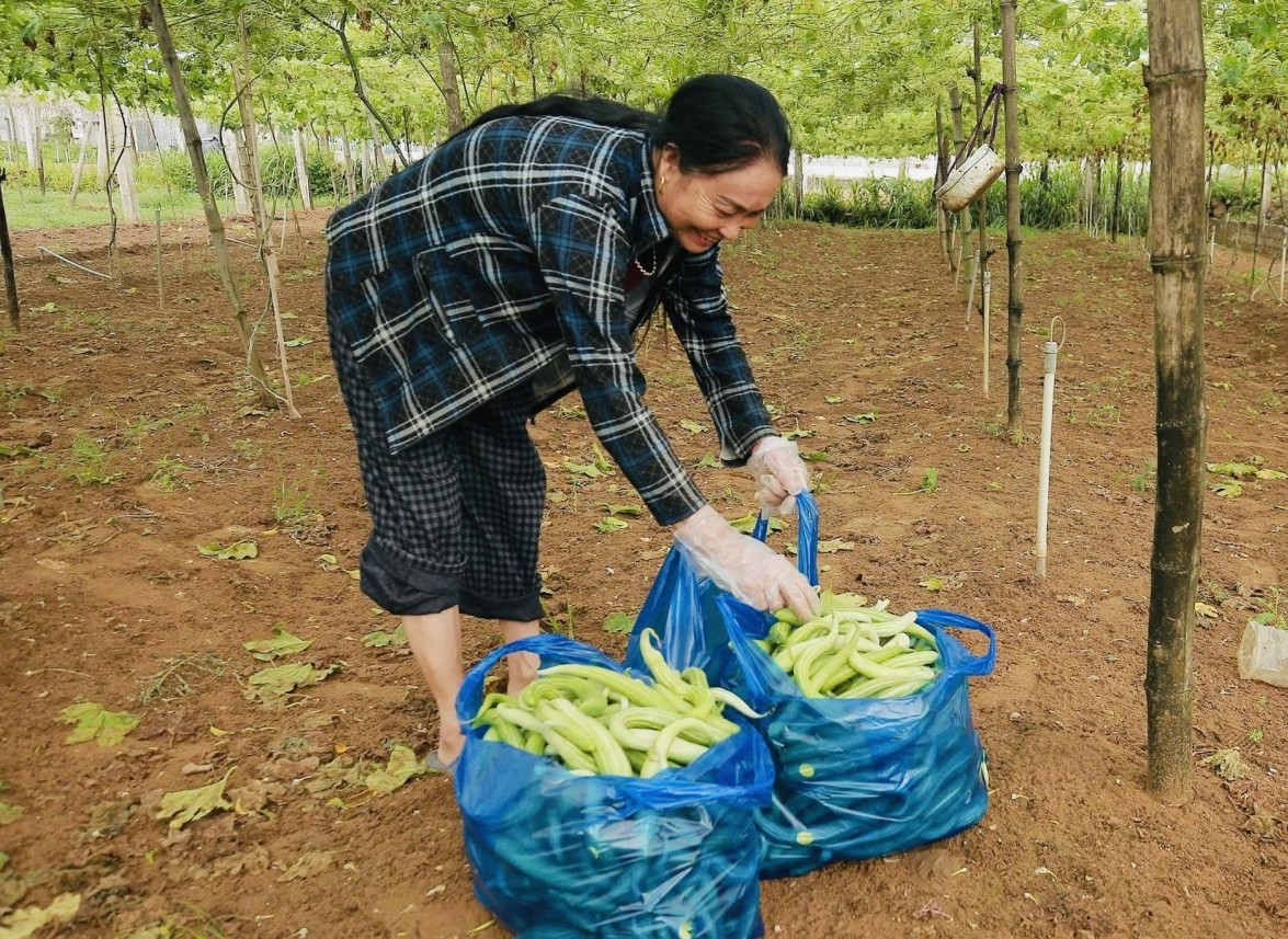 Nghệ An: Nông dân khẩn trương thu hoạch và gia cố vườn tược trước bão số 3 Wipha