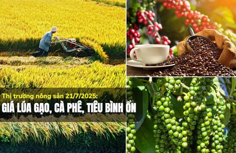 Thị trường nông sản 21/7/2025: Giá lúa gạo, cà phê, tiêu bình ổn