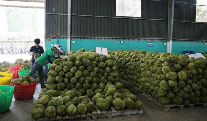 Triển khai đồng bộ các giải pháp sản xuất sầu riêng bền vững, đảm bảo an toàn thực phẩm