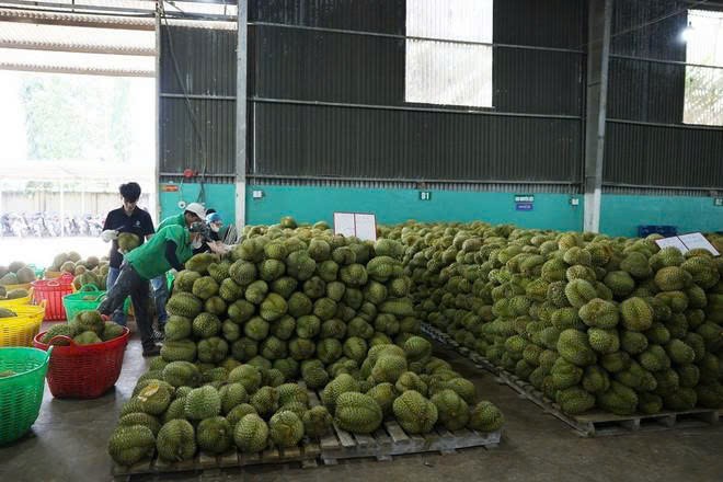 Triển khai đồng bộ các giải pháp sản xuất sầu riêng bền vững, đảm bảo an toàn thực phẩm