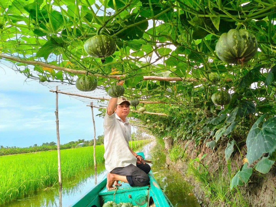 Làm giàu nhờ chuyển đổi mô hình sản xuất kết hợp lúa – rau màu