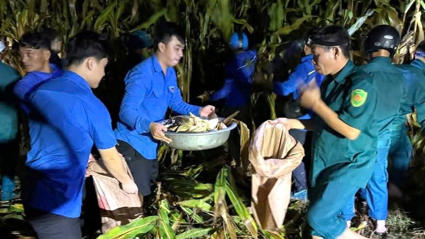 Kịp thời giúp người dân thu hoạch hàng chục héc ta ngô trước nguy cơ bị ngập sâu dọc sông Lam