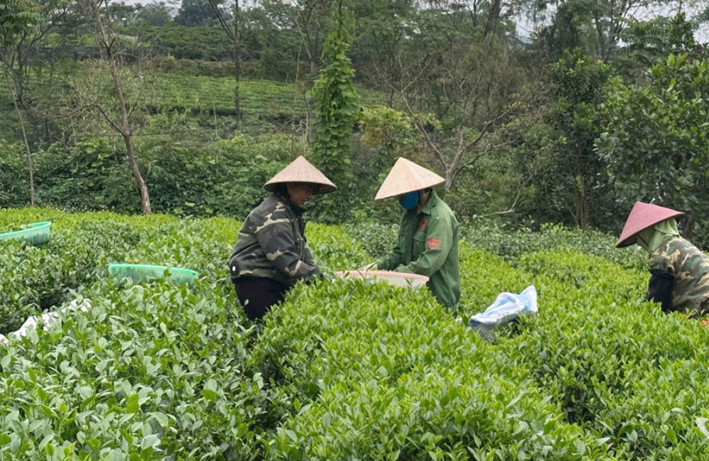 Thái Nguyên: Nâng cao giá trị sản xuất chè 
