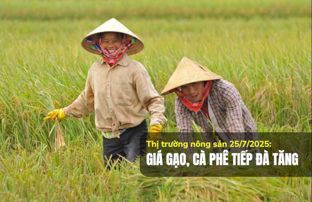 Thị trường nông sản 25/7/2025: Giá gạo, cà phê tiếp đà tăng