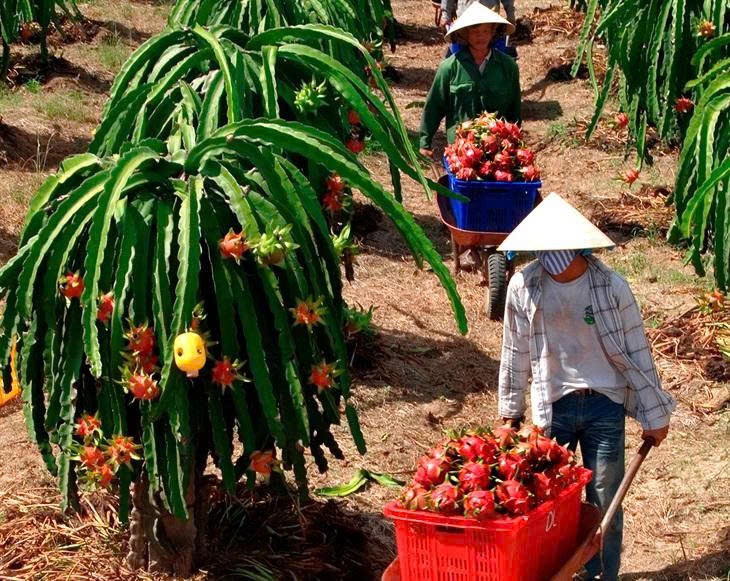 Khẩn trương tháo gỡ vướng mắc về thủ tục hành chính liên quan đến xuất khẩu và đầu tư