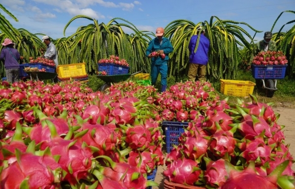 "Vướng" cấp giấy chứng nhận an toàn thực phẩm đối với thực vật xuất khẩu cho doanh nghiệp