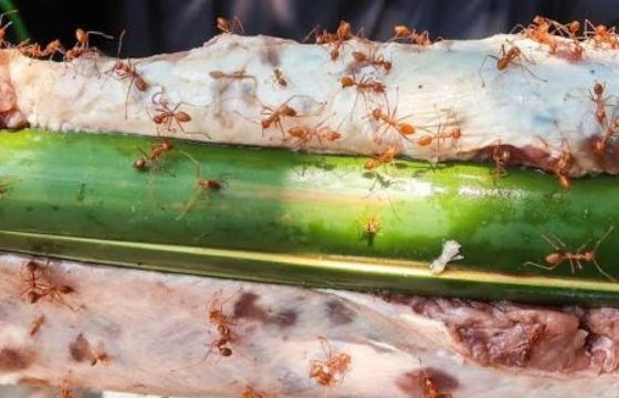 Bò tái kiến đốt - Món ăn độc lạ ở Vĩnh Phúc