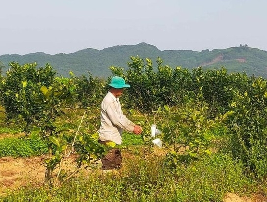 Phát triển nông nghiệp Hữu cơ: Hướng đi tất yếu cho tương lai