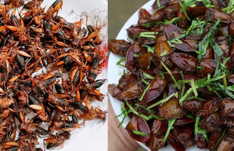 Bọ xít chiên giòn - món ăn "gây nghiện" của miền Bắc