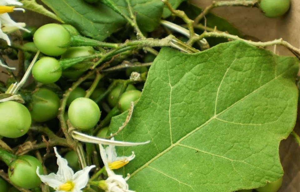 Cà Gai leo Hợp Hòa (Tuyên Quang) - Vị thuốc quý